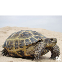 گونه لاکپشت آسیایی Russian Turtle